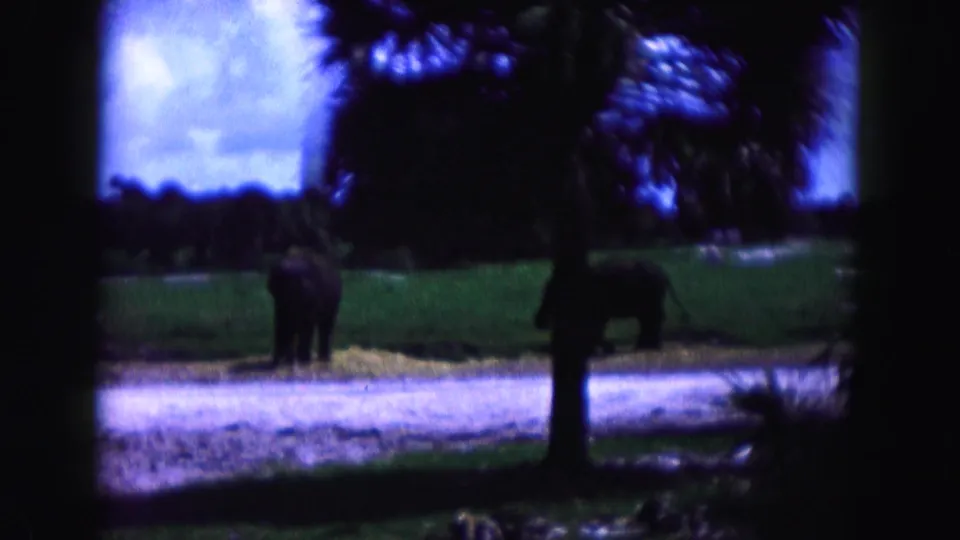 1960 Miami 8mm frame showing two elephants beyond a path in a grassy zoo or wildlife enclosure setting with trees and film-edge shadow.