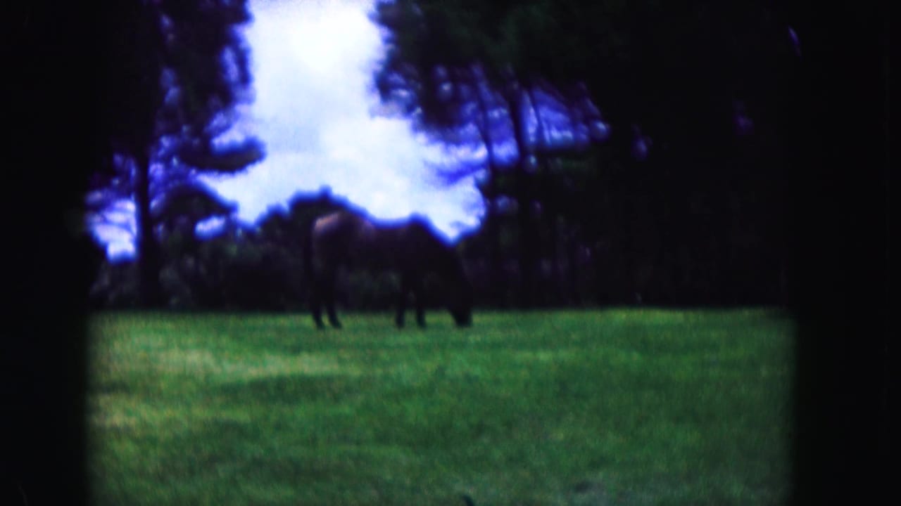 1960 Miami 8mm view of horses grazing in an open green field with trees and bright sky in the background.