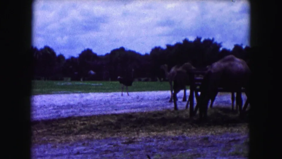 1960 Miami 8mm frame showing several horses near sandy ground and grass, with trees and sky beyond.