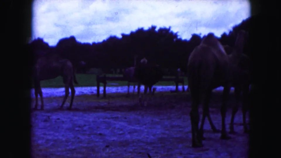 1960 Miami-area 8mm frame with camels and other hoofed animals standing near posts in a darkened enclosure foreground.