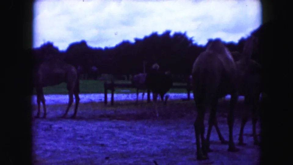 1960 Miami 8mm frame showing camels and ostriches in an outdoor zoo enclosure with dirt ground, trees, and a water feature.