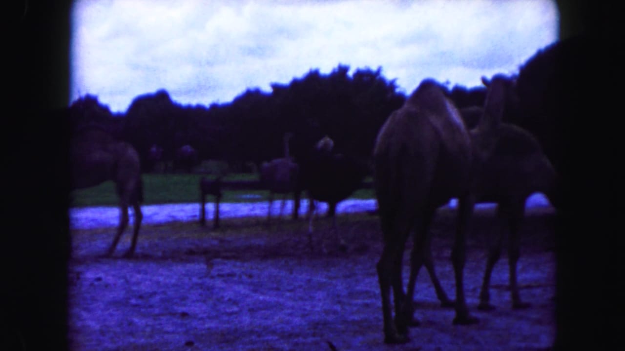 Several camels stand near ostriches in a blue-tinted zoo enclosure.