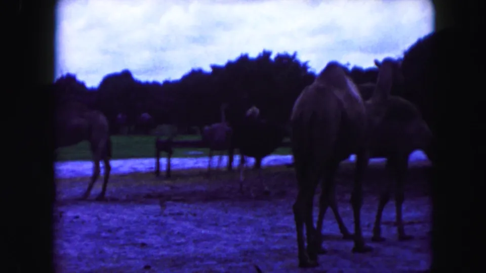 Blue-tinted 1960 Miami zoo footage frame with camels in the foreground and ostriches visible behind them near fencing and water.