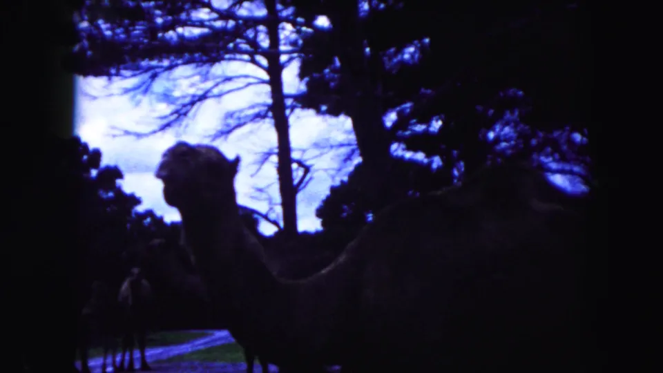 Dark 8mm frame from the Miami zoo scene, with a camel in silhouette under trees and other animals partly visible in the enclosure.