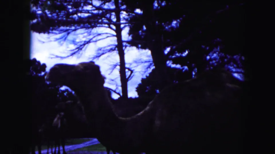 1960 Miami 8mm frame showing a camel close to the camera, with trees, sky, and enclosure ground visible in low exposure.