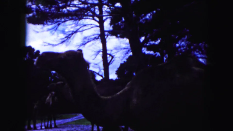 1960 Miami 8mm frame of camels partly silhouetted in a shaded wooded enclosure, with blue sky showing through trees.