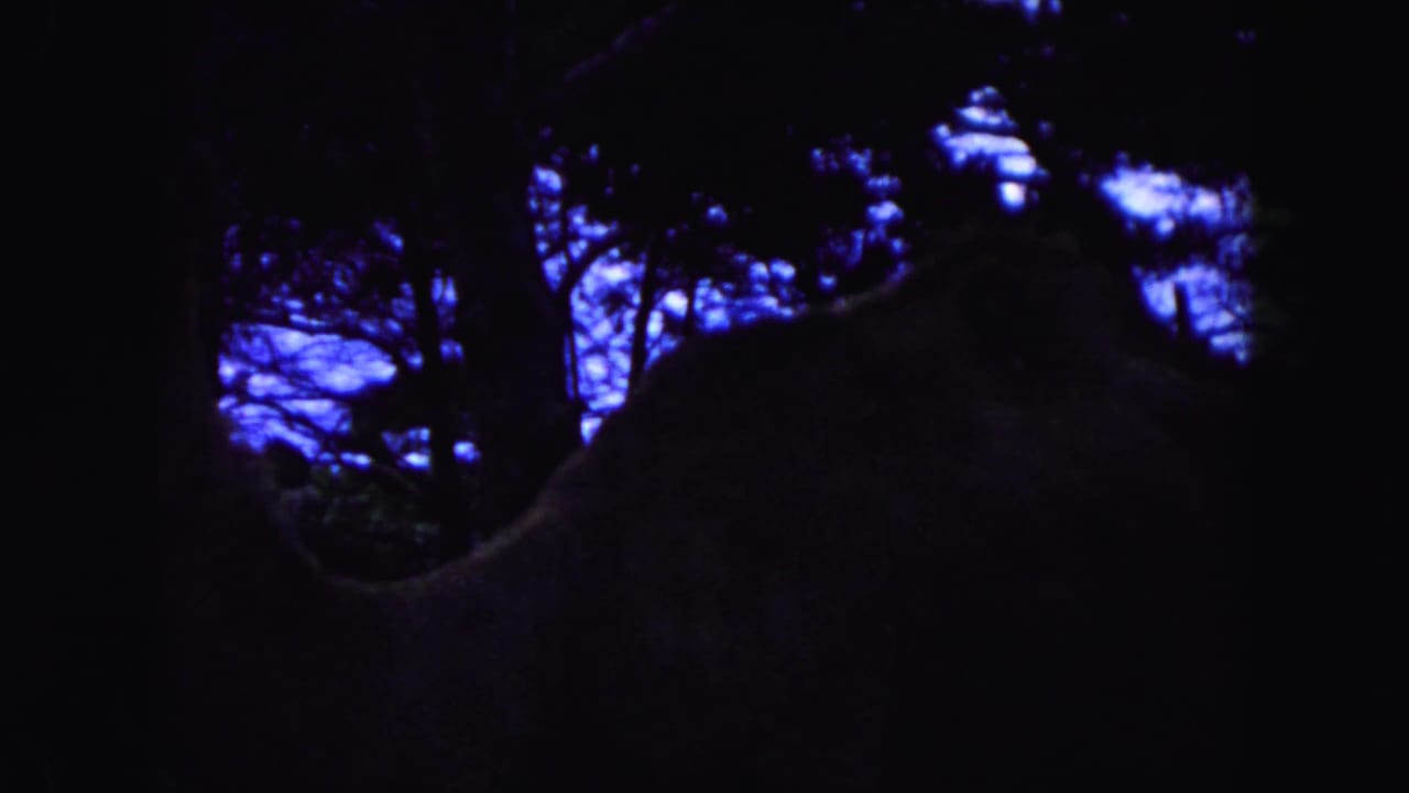 A camel body is seen in heavy shadow among tree trunks.