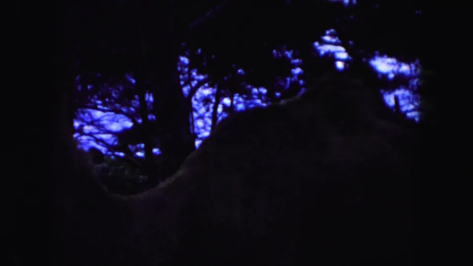 A dark 8mm frame shows the side of a camel in a wooded enclosure, with tree silhouettes and blue light in the background.