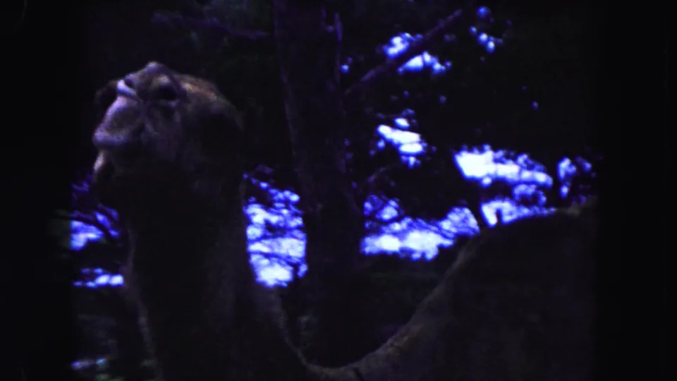 Close 1960 Miami 8mm view of a camel's head and neck in shadow, framed by branches and blue-tinted sky.