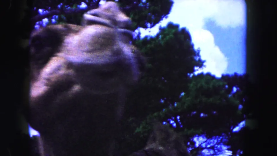 Close 8mm frame of a camel's head and neck in a Miami animal enclosure, with trees and bright blue sky behind it.