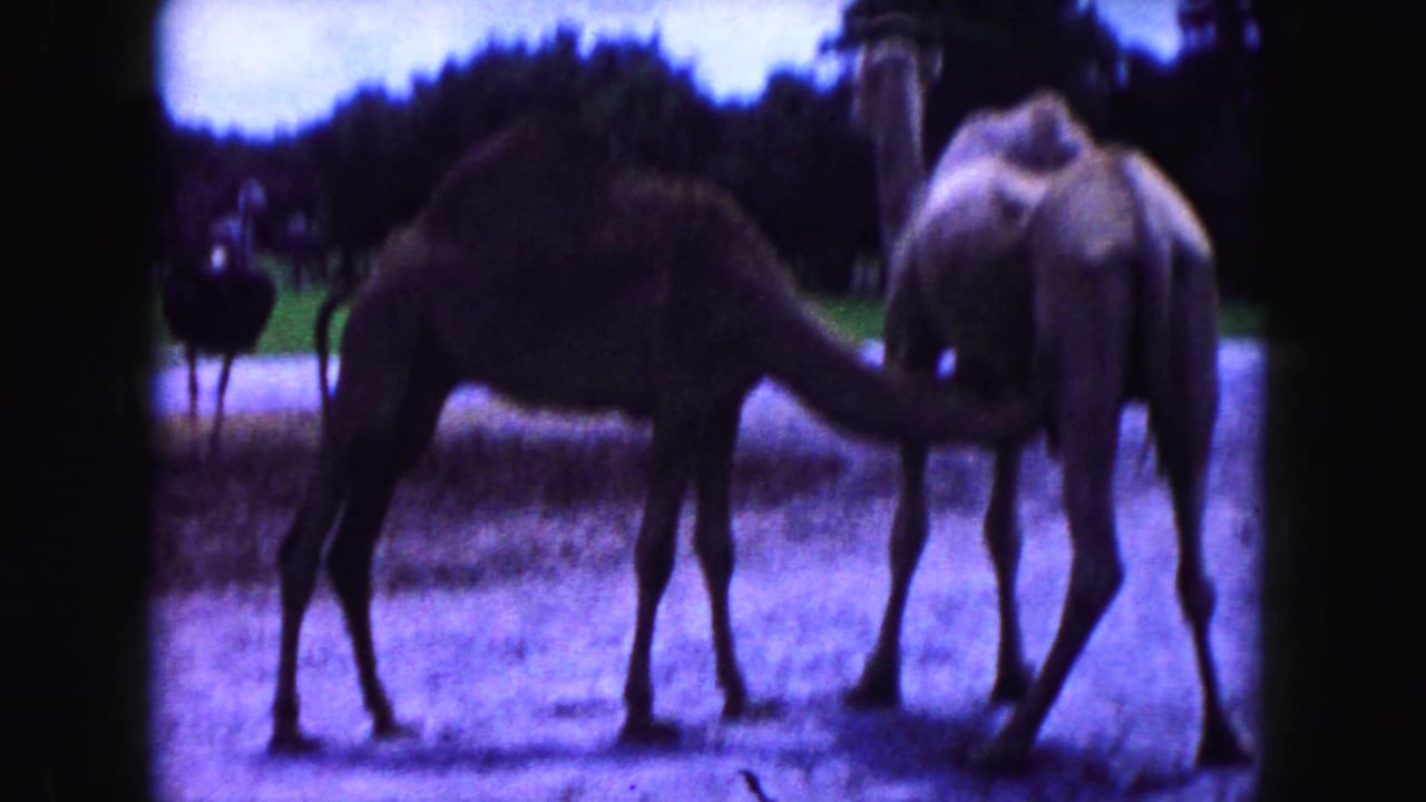 Two camels stand close together in a zoo-like enclosure with trees behind them.