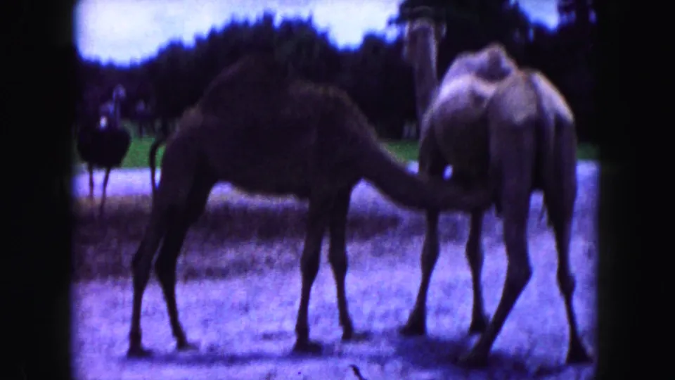 Two camels appear to nuzzle or cross necks in a Miami zoo-like enclosure on 1960 8mm home-movie footage.