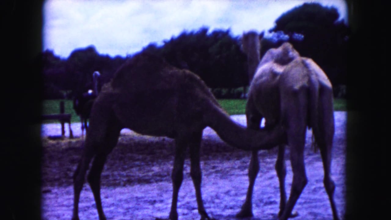 A dark camel and a lighter camel stand near each other inside an outdoor enclosure.