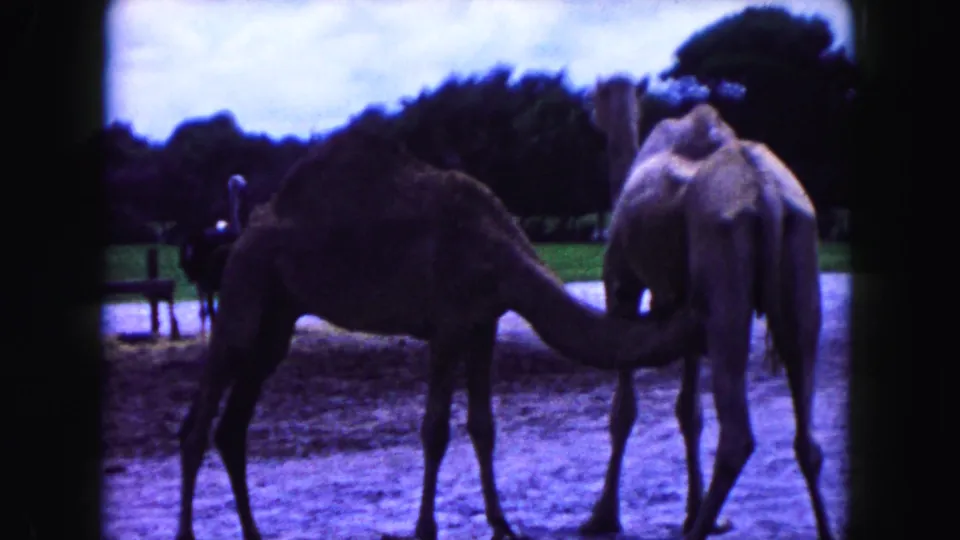A dark camel reaches toward a lighter camel in a Miami-area zoo-like enclosure, with distant birds and visitors behind them.