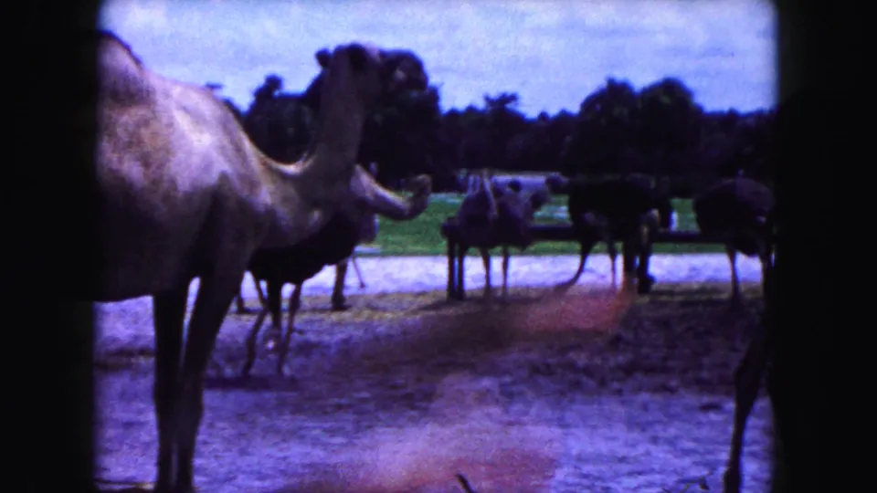 A camel fills the left edge as ostriches or large birds gather near fencing in a 1960 Miami zoo-like setting.
