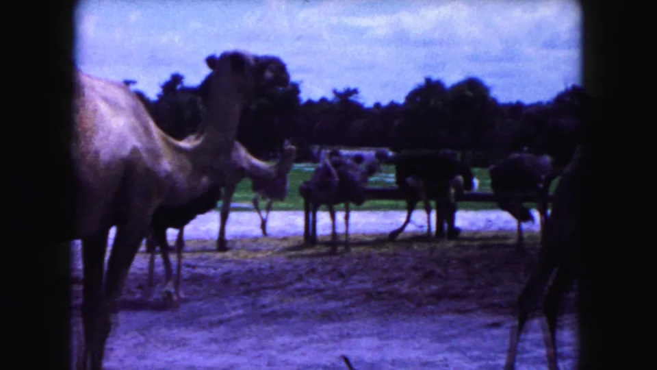 A camel and several ostriches or large birds are seen in a zoo-like enclosure in 1960 Miami home-movie footage.