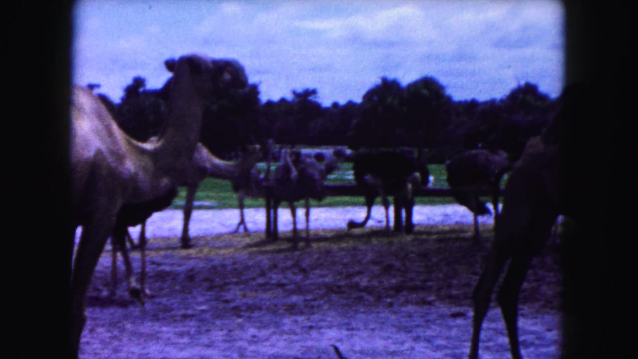 Camels stand in a sandy zoo enclosure with trees beyond.