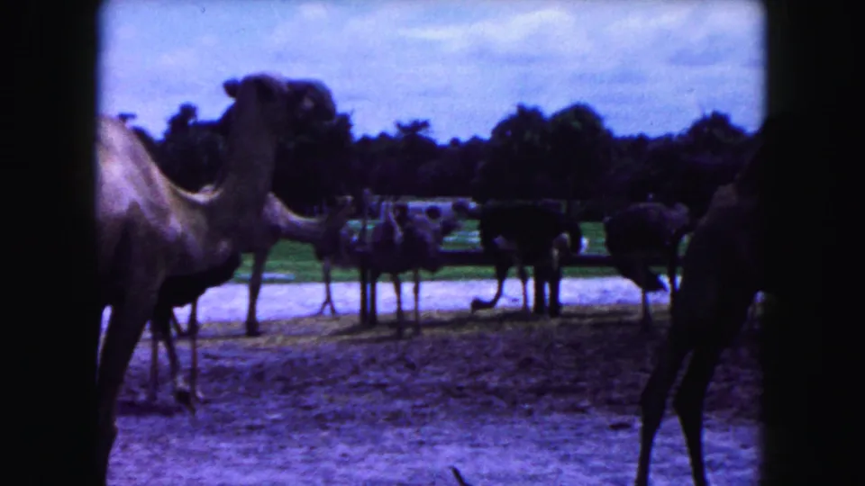 1960 Miami zoo home-movie frame showing several camels in a sandy and grassy enclosure with trees in the background.