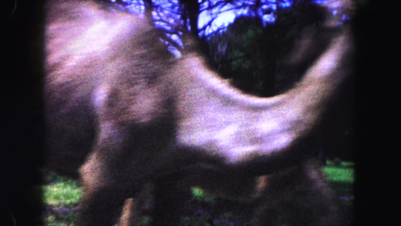 Close, soft view of a camel body moving past trees and grass.