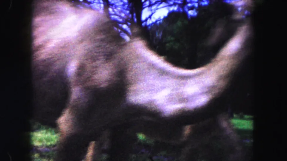 Soft 8mm frame from the Miami zoo clip with a camel passing close to camera against grass and trees.