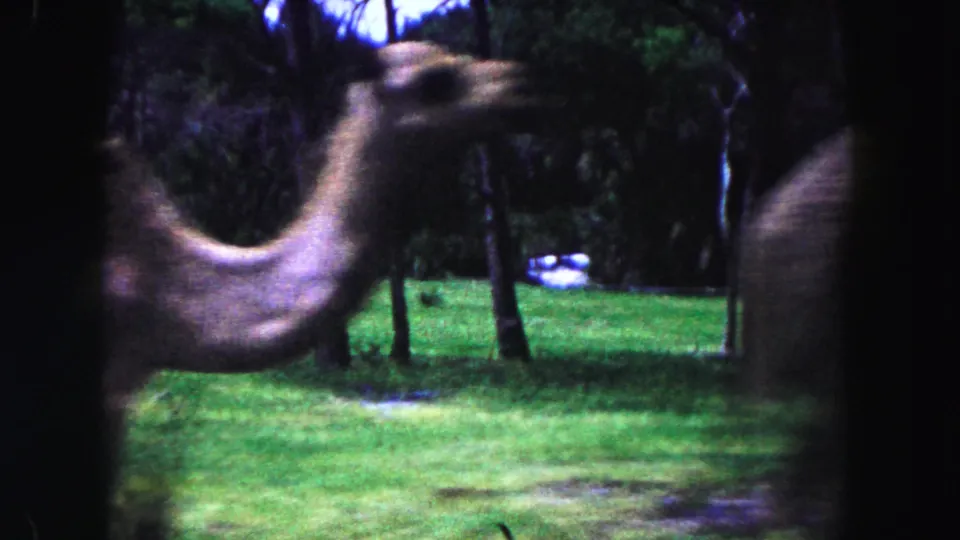 1960 zoo home-movie frame with a camel partly blocking the view of a grassy enclosure and shaded trees.