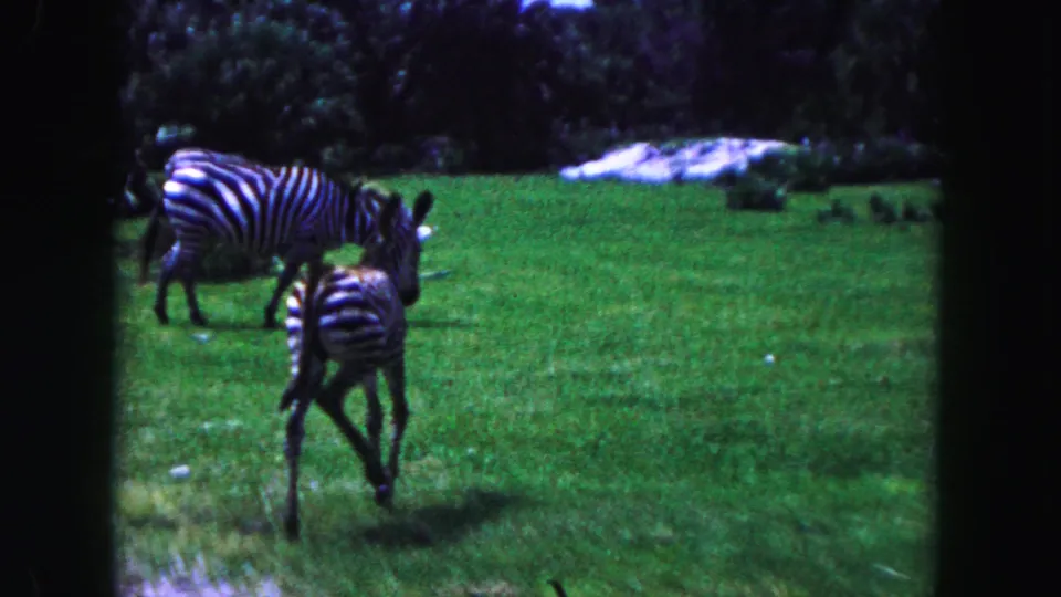 1960 Miami zoo frame showing an adult zebra and a young zebra crossing a grassy enclosure with trees beyond.