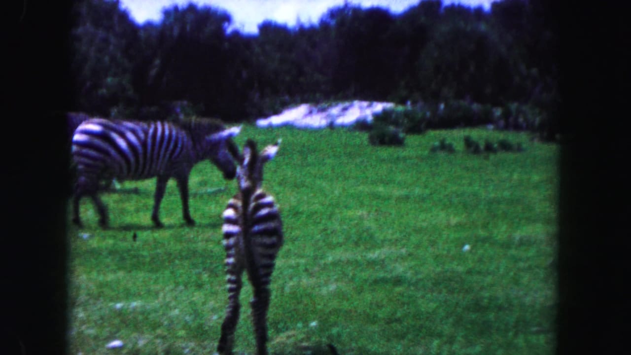 Two zebras and a young zebra stand in a green field bordered by trees.