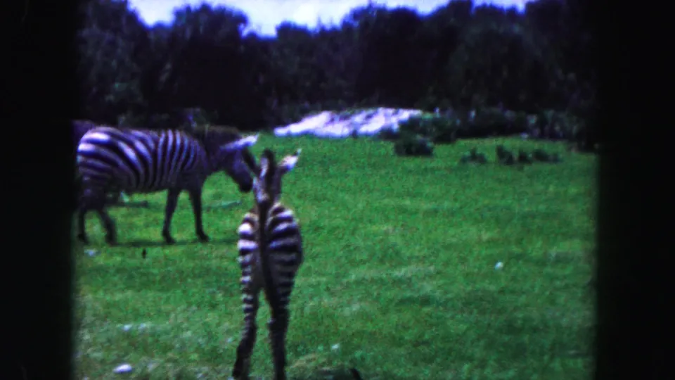 1960 Miami-area 8mm frame showing zebras in a grassy enclosure with trees and pale rocks in the background.