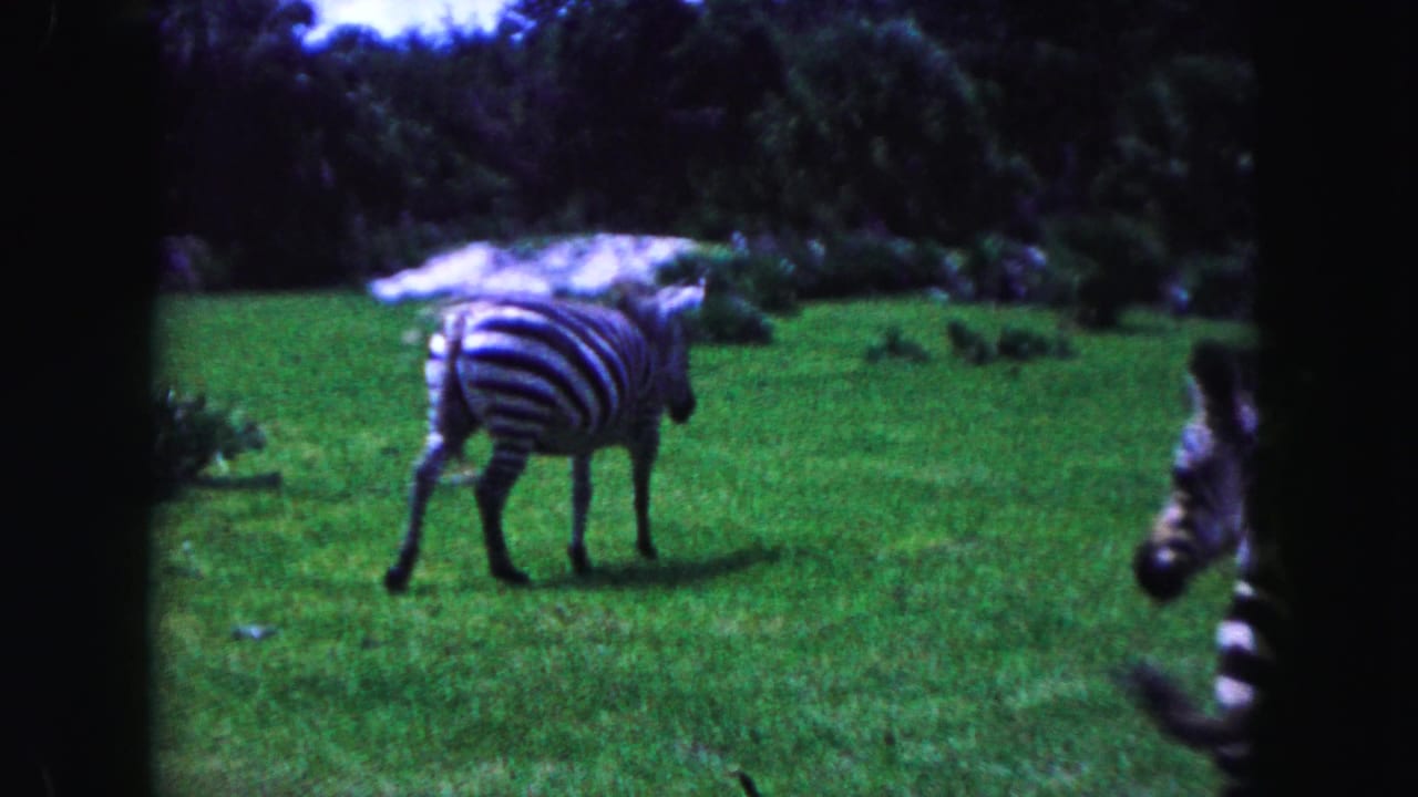A zebra walks across grass while another zebra is partly visible at the right edge.