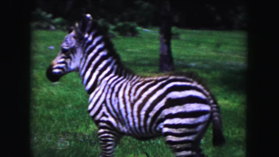 Close 1960 Miami-area 8mm view of a zebra standing in profile on a grassy field with trees in the background.