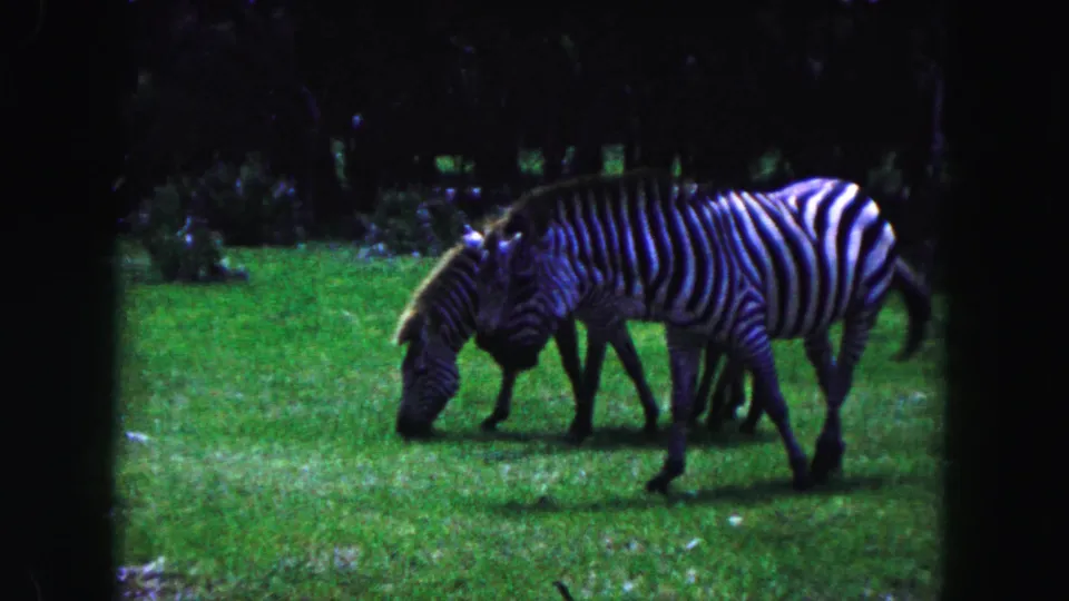 1960 Miami-area 8mm frame showing a small group of zebras grazing together in a shaded green field.
