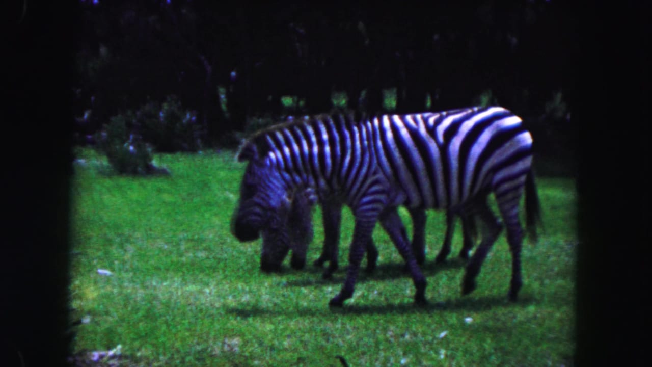 1960 Miami-area 8mm frame showing zebras grazing and walking in a green field bordered by trees.