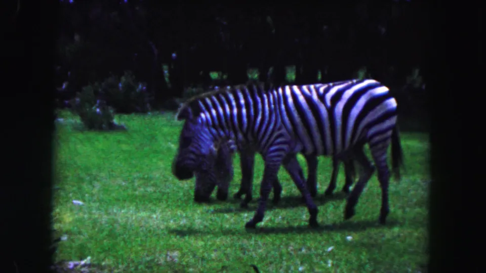 1960 Miami-area 8mm frame showing zebras grazing and walking in a green field bordered by trees.
