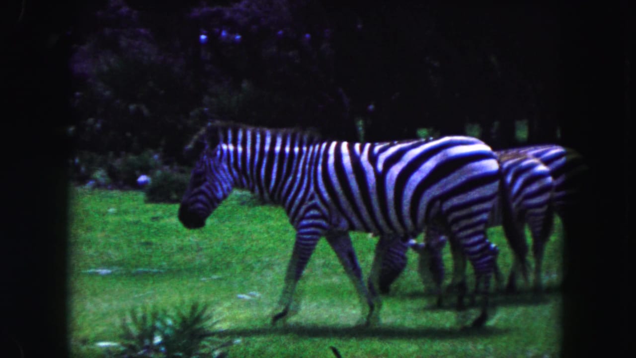 1960 Miami-area 8mm frame with a zebra walking through a grassy animal field as other zebras remain nearby.
