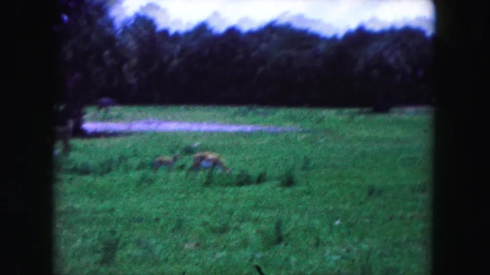 1960 Miami-area 8mm frame showing distant antelope grazing in a broad grassy field beneath a tree line.