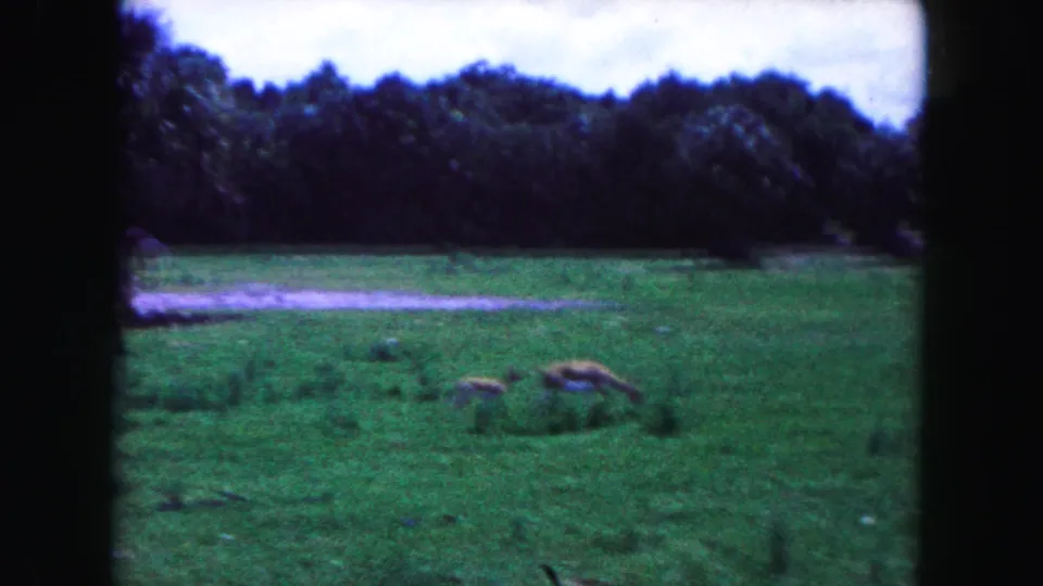1960 Miami-area 8mm frame with antelope grazing in a green field framed by a dark distant tree line.