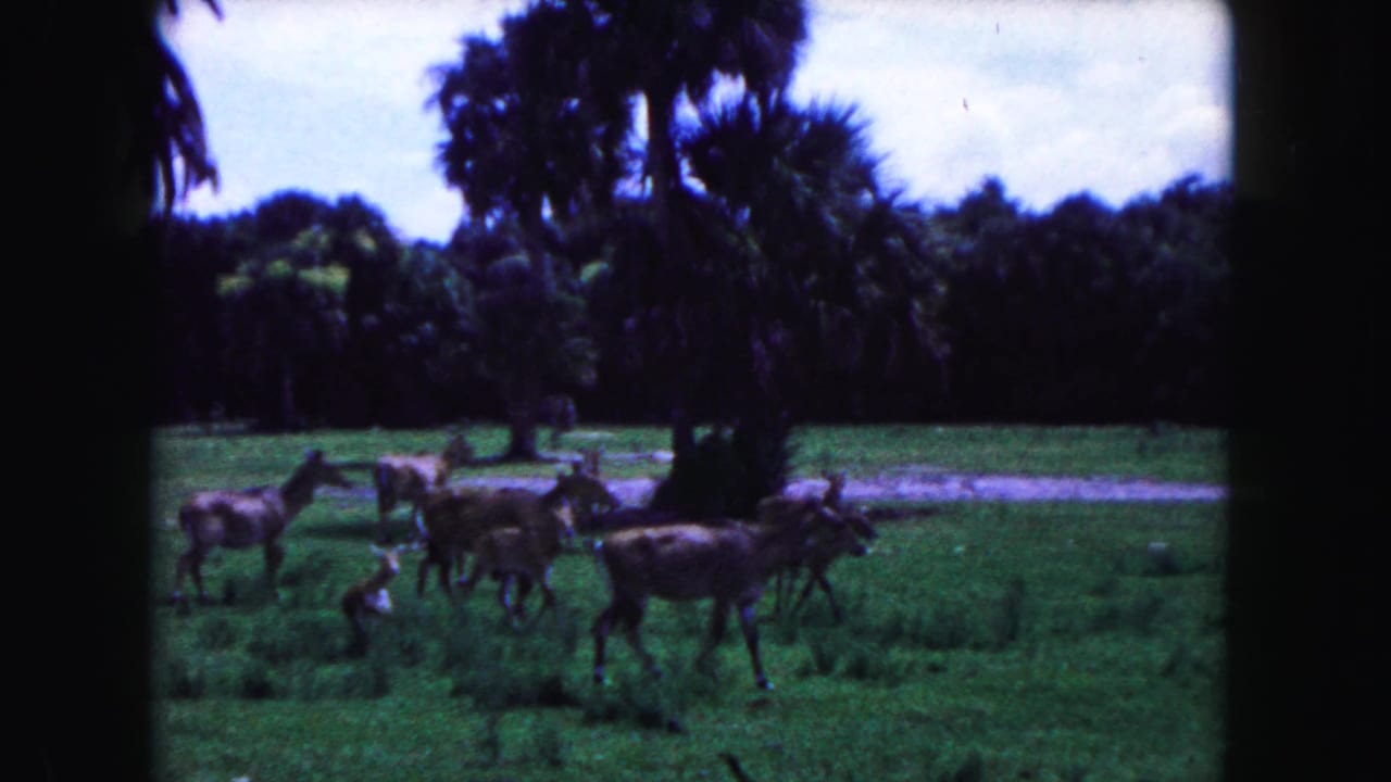 Several deer graze in a green field bordered by palm trees and dark foliage.
