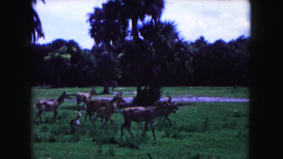 1960 Miami 8mm frame showing deer grazing in a palm-lined green field with dense trees beyond the grass.