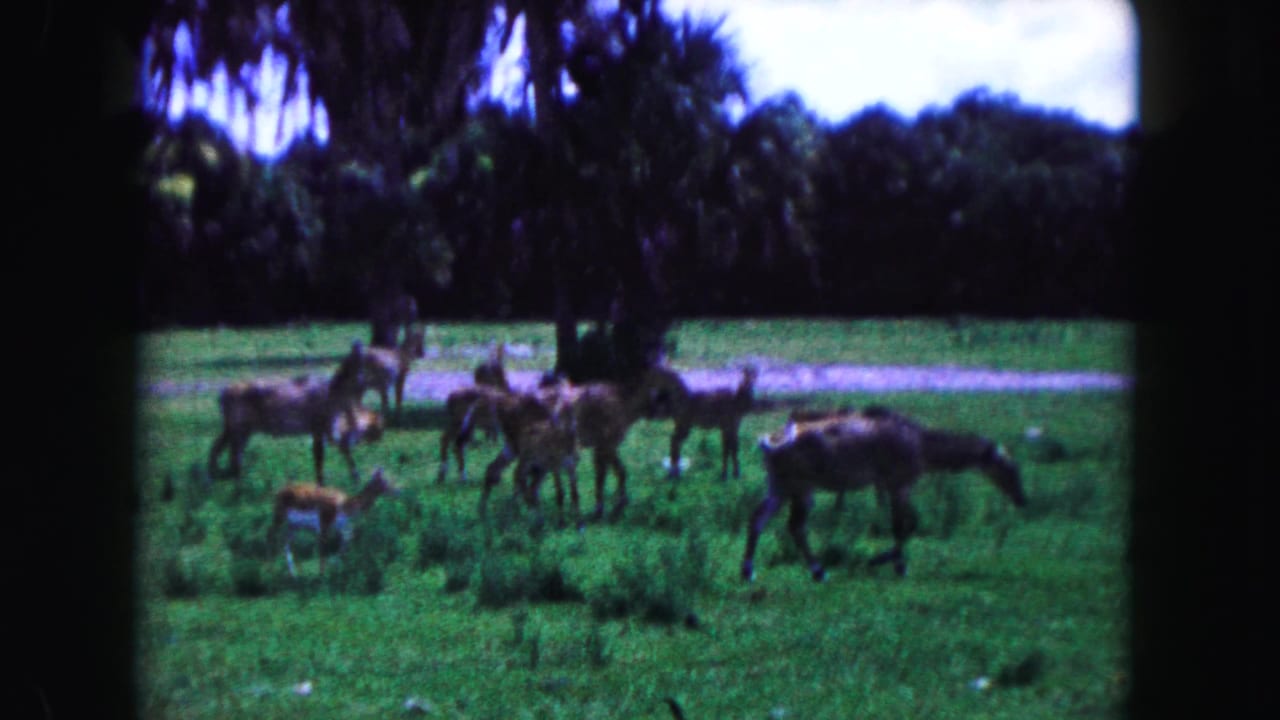 A herd of deer stands and grazes in grass near palms and a pale path.