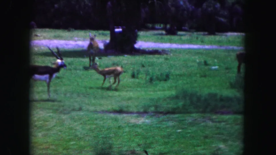 1960 Miami 8mm frame showing a fawn moving through a grassy field with larger deer nearby and palms in the background.