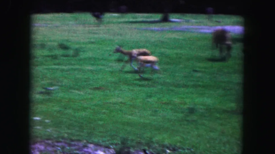 1960 Miami 8mm frame capturing a fawn mid-run across an open green field, with a larger deer blurred nearby.
