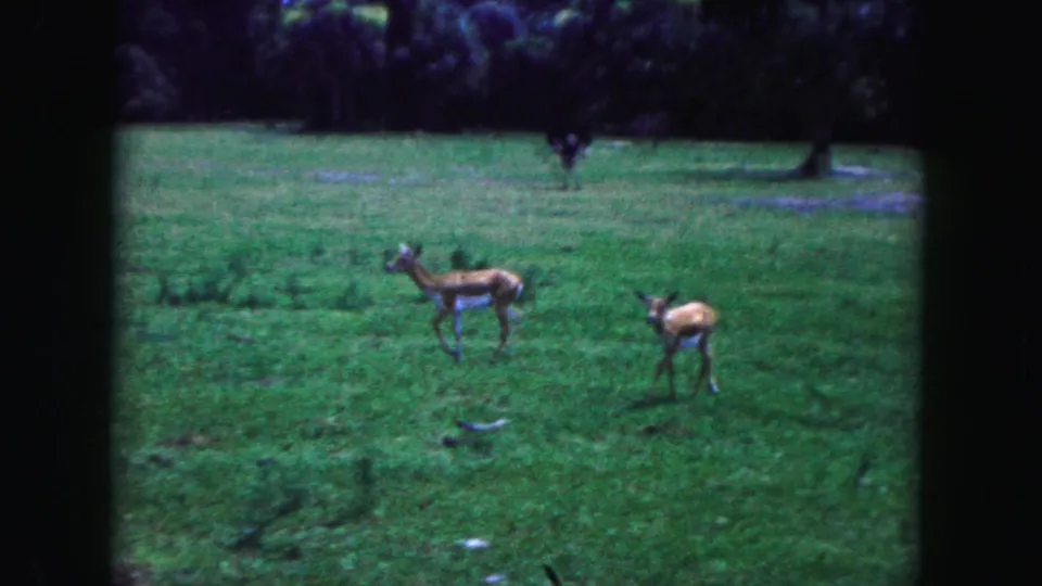 Two deer graze or pause in a green Miami field in 1960-era 8mm footage, with trees and distant large birds in the background.