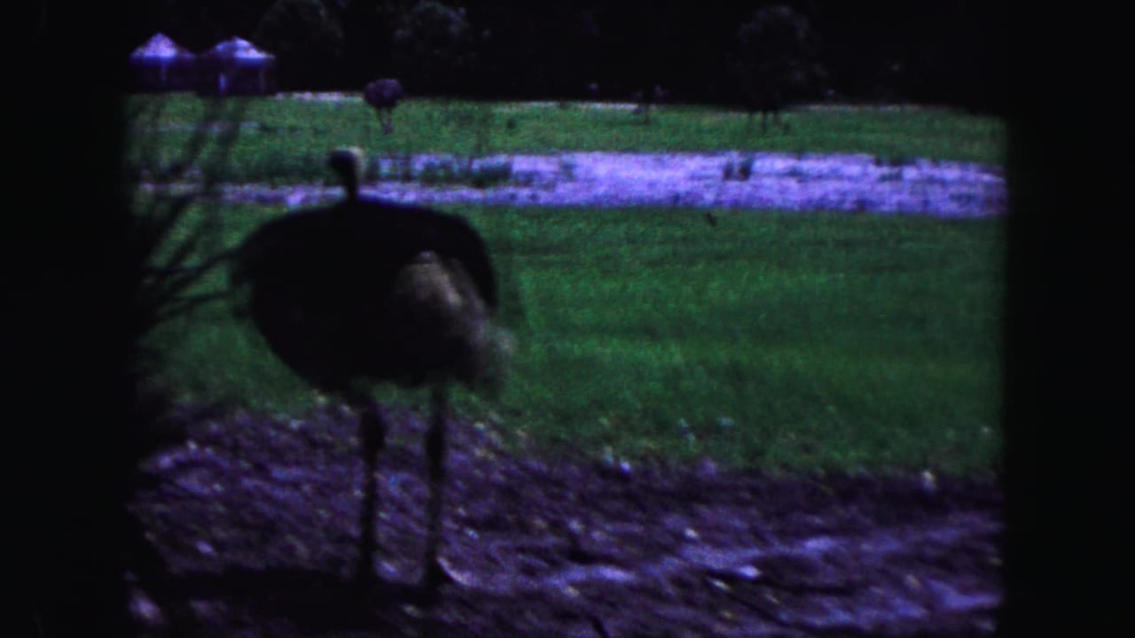 A large dark bird stands near a pale path in a grassy enclosure.