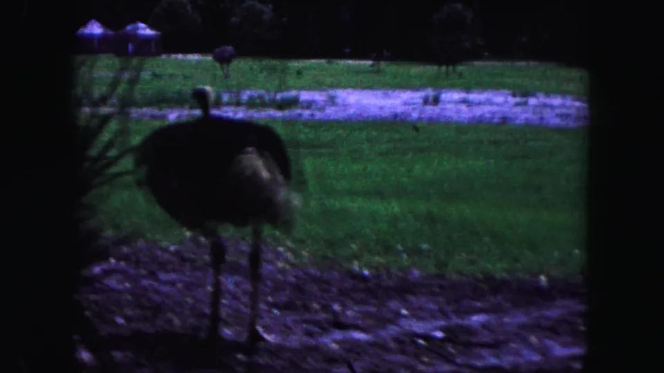 A large ostrich-like bird stands close to the camera in a grassy Miami wildlife setting, with a pale path and trees behind it.