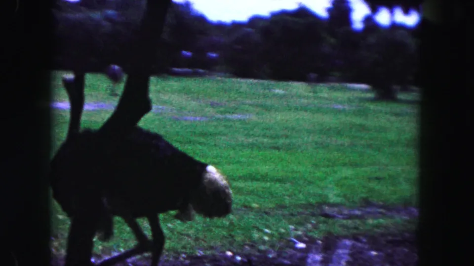 A large ostrich-like bird appears in silhouette near a tree in 1960 Miami home-movie footage, with grass and distant shade behind it.