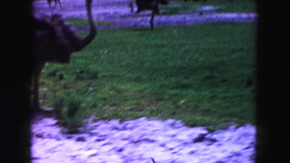A large ostrich-like bird is partly cropped in a Miami wildlife enclosure, with green grass, a pale path, and another bird in the distance.