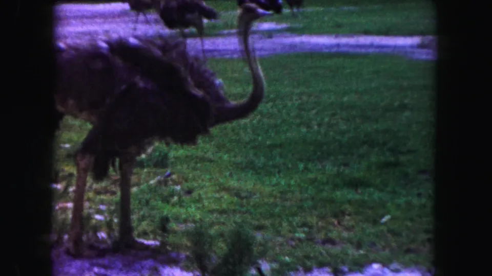 1960 Miami-area 8mm frame of an ostrich standing on grass beside a dirt path in a zoo or wildlife-park setting.