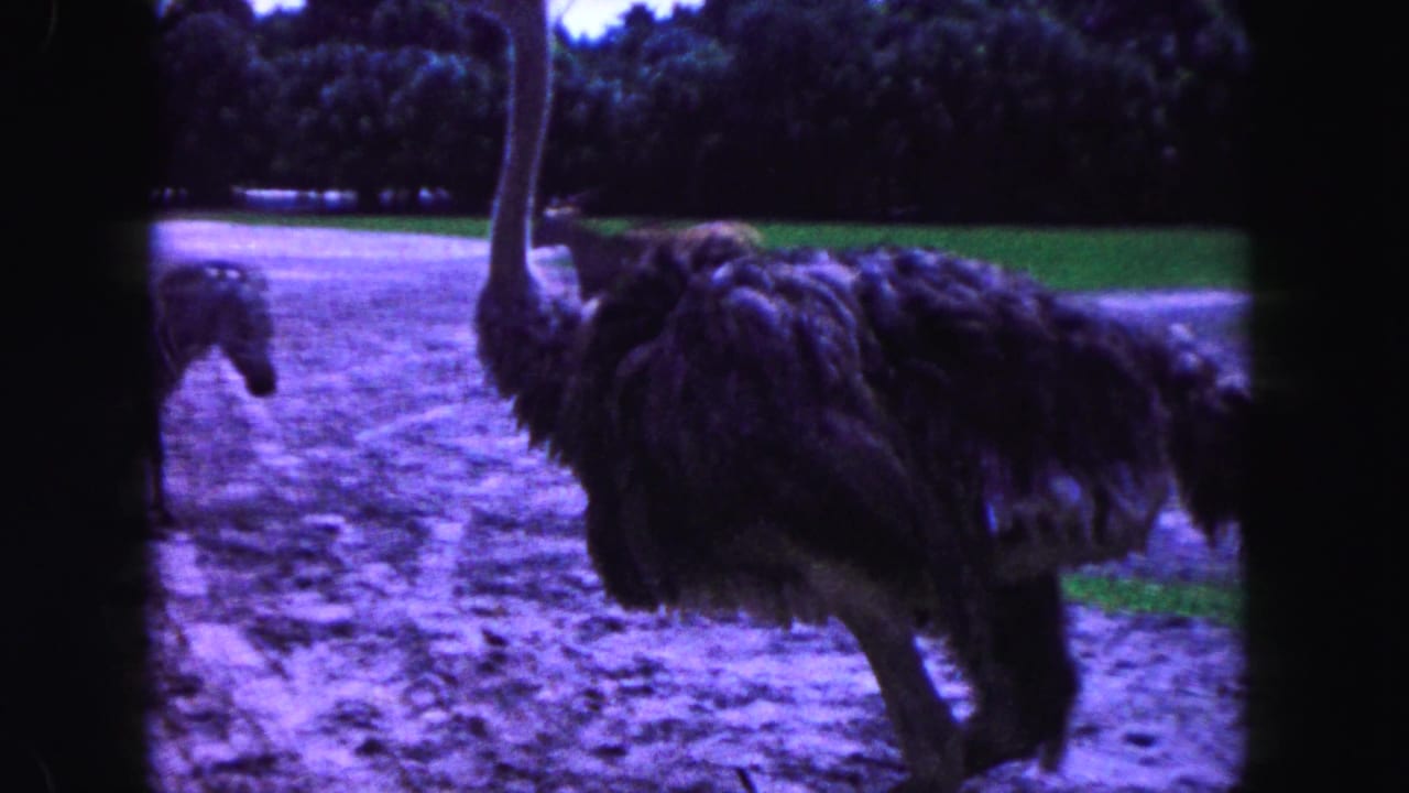 Ostrich standing on a dirt path with trees and grass behind it.