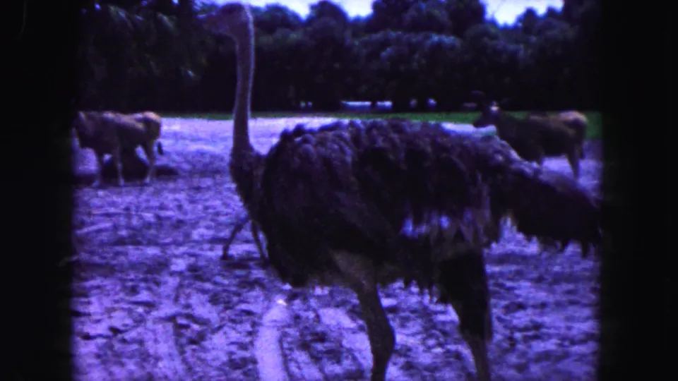 An ostrich fills the foreground while other animals stand farther back across the dirt and grass in this 1960 Miami-area zoo footage.