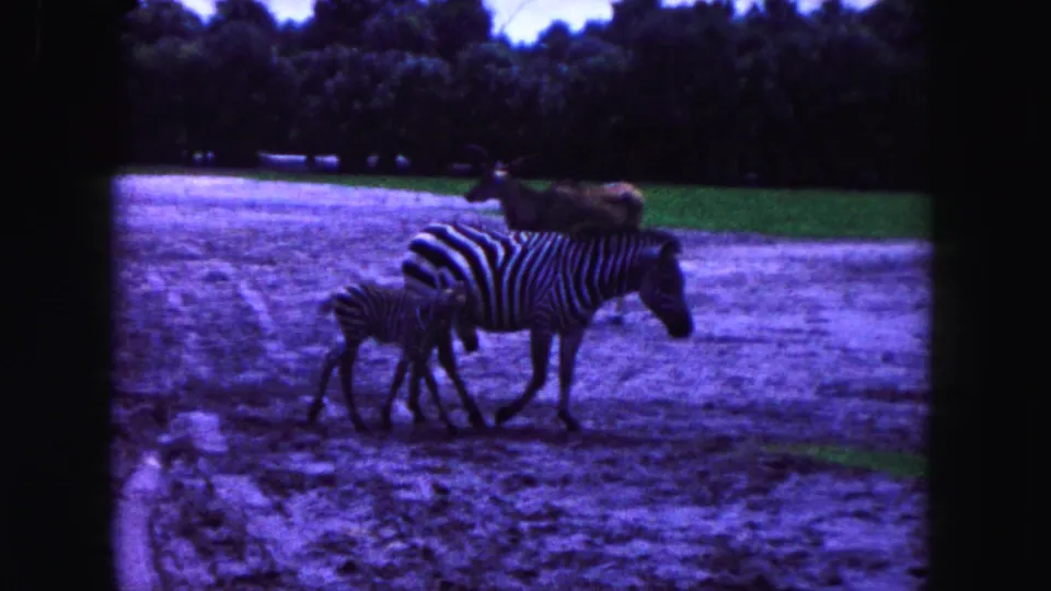 A zebra and foal move across a dirt path in 1960 Miami-area zoo footage, with another animal visible behind them.